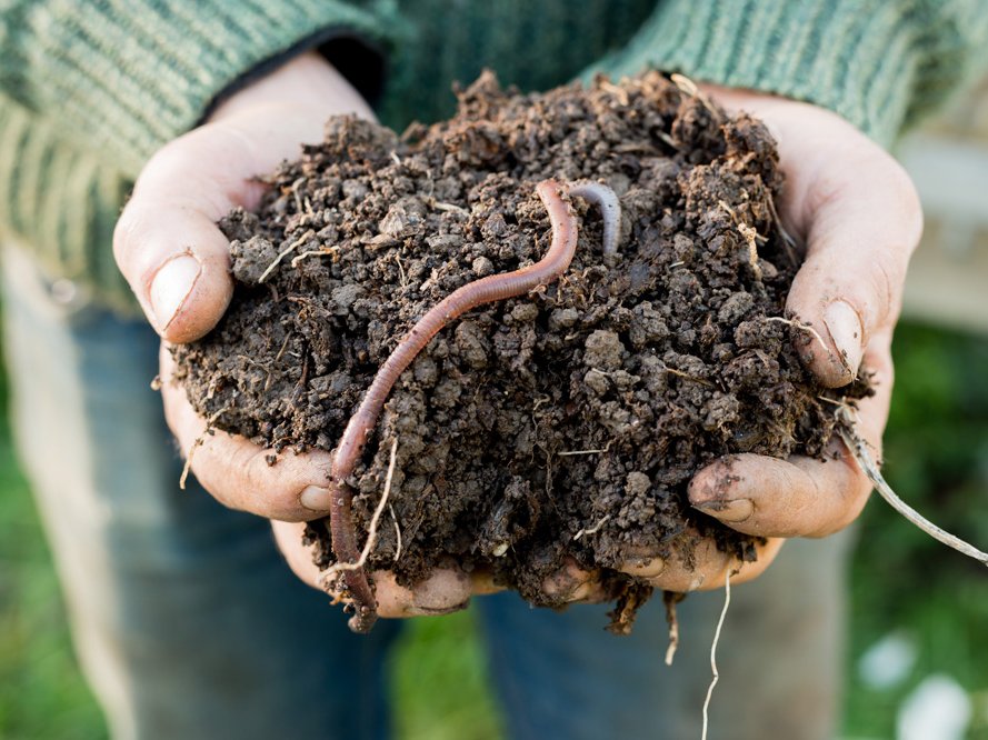Regenwurmtest zur Überprüfung der Bodenqualität